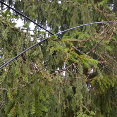elkablar efter storm i augusti 2017 i Sibbo