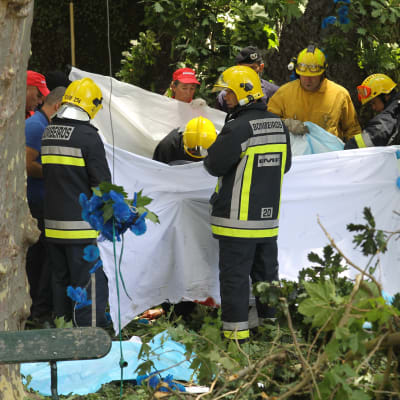 Räddningsarbetare på Madeira undersöker platsen där trädet som lär ha dödat 11 personer fallit.