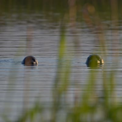 Kaksi saimaannorppaa katsoo kaislikon läpi kuvaajaa.