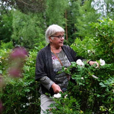 Märtha Vesterback står inne i en rosenbuske.