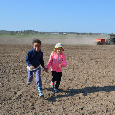 Maire Jinabo ja Lotta Kuusela pääsivät kylvämään omin käsin hernettä ja kauraa sekä traktorin kyydissä vehnää.