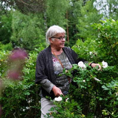 Märtha Vesterback står inne i en rosenbuske.