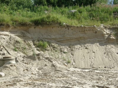 Backsvalors koloni i sandbank, En del av bona förstörda. Sannäs i Karis.