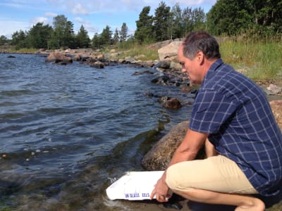 Björn Lindholm ordförande i Ingå Fiskeriförening släpper ålarna fria i Kopparnäs,Degerby.