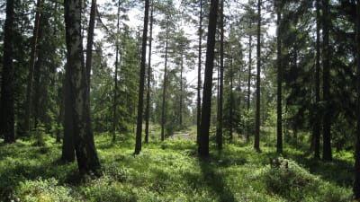 En gles skog i Västerby i Ekenäs