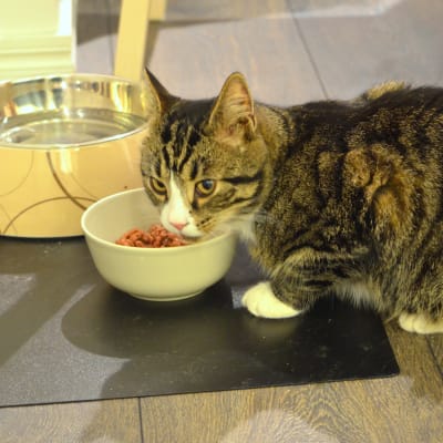 Katt äter mat