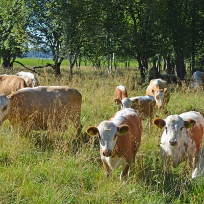 Östfinska kor betar under sommaren vid Esboviken