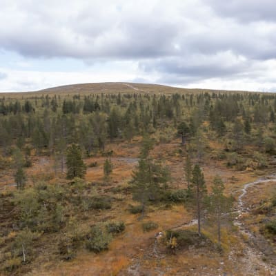 Urho Kekkosen kansallispuiston Kiiruna-polulla riitti kulkijaa elokuun lopussakin