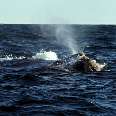 En val simmar i havet utanför södra Sydamerika.