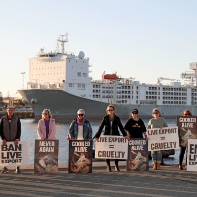 Personer som protesterar mot boskapsexport med fraktfartyg i en hamn i Australien.