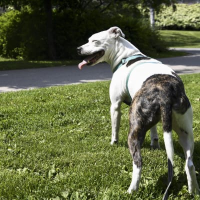 En brunvit hund står på en gräsmatta och flämtar med tungan hängande.