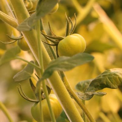 Gröna små tomater växer på en planta.