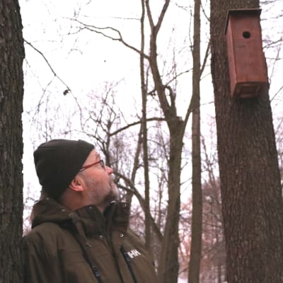 Raimo Pakarinen tittar på fågelholk som hänger på ett träd.