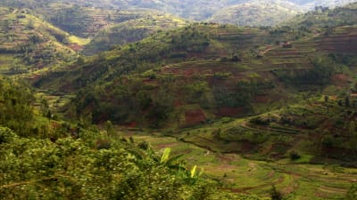 Vehreä ja kumpuileva maisema Pohjois-Ruandassa, etualalla laakso, taustalla 