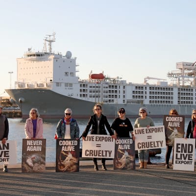 Personer som protesterar mot boskapsexport med fraktfartyg i en hamn i Australien.