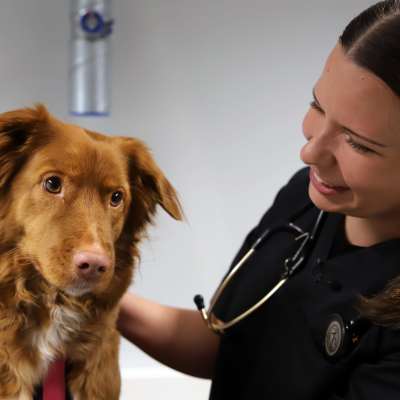 Nuori naiseläinlääkäri silittää koiraa tutkimushuoneessa.