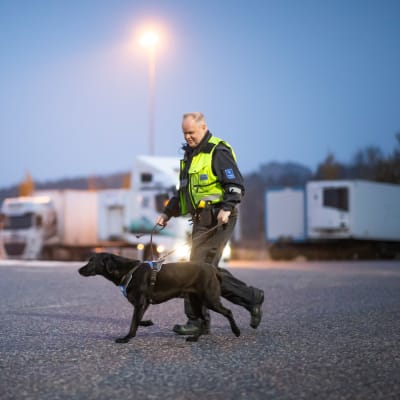 Musta tullikoira Pepi valjaissa ohjaajansa talutettavana. Ohjaajalla on keltaiset huomioliivit. Kaksikko kävelee asfalttikentällä, taustalla näkyy rekkoja ja katuvalo loistaa kuvan ylälaidassa.