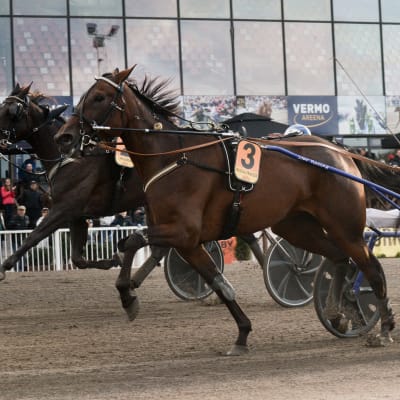 Pekka Korpi ja Magical Princess voittivat Suuren Suomalaisen Derbyn Vermossa.