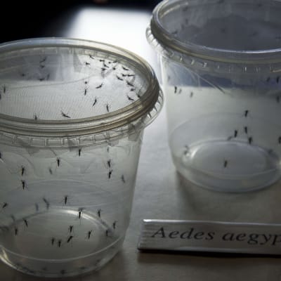 Zikaviruset sprids genom myggor.