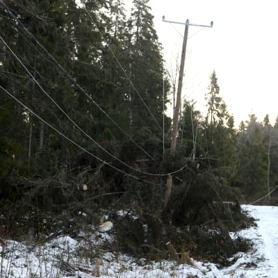Träd som fallit över en elledning nära Vasa den 2.1.2019. 