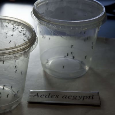 Zikaviruset sprids genom myggor.