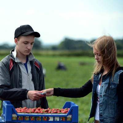 Wojtek (Stanislaw Cywka) får ett kvitto av Anneli (Nelly Axelsson) för den låda jordgubbar han just plockat. 