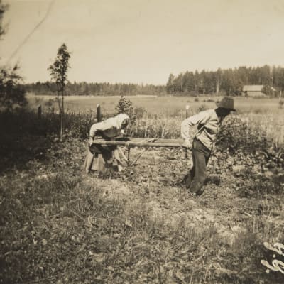 man och kvinna plöjer åker utan häst 1917