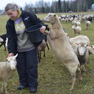 Kuvassa nainen ruokkii lampaita laitumella