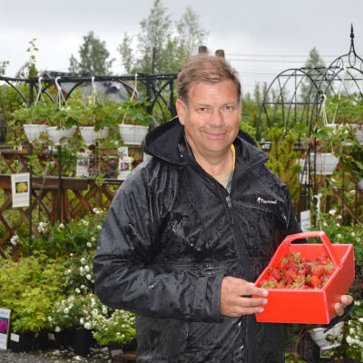Leif Blomqvist med en korg jordgubbar. 