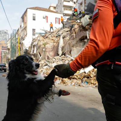 Sökhund som letar efter överlevande i Beiruts rasmassor. 