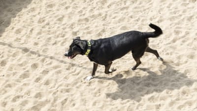 En hund går i sand.