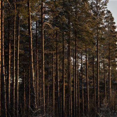 Skog i solsken