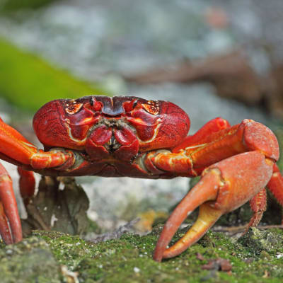En röd krabba på Julön i närbild.