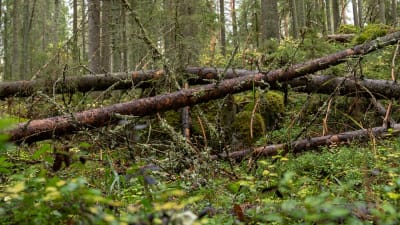 Metsää Pohjois-Karjalassa