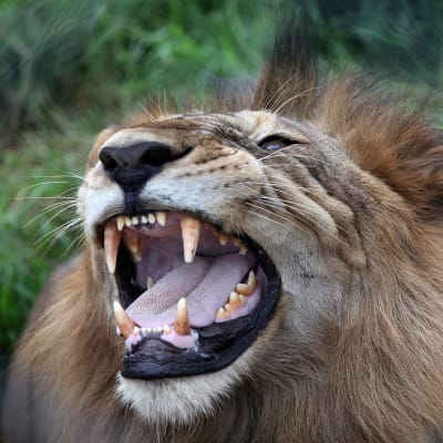 Ett lejon som räddats från ett cirkus och som nu lever i en nationalpark i Madhya Pradesh i Indien.
