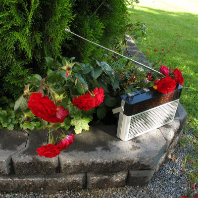 En radioapparat omgiven av blommor
