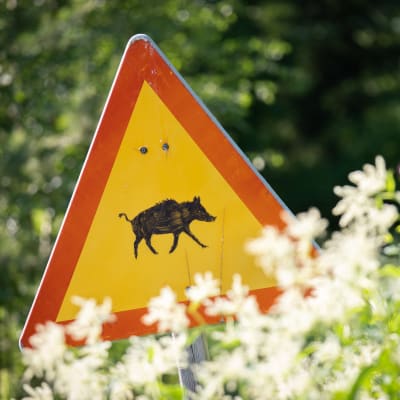 Ett improviserat trafikmärke som varnar för vildsvid: silhuetten av ett vildsvin i en gul triangel med röda kanter.