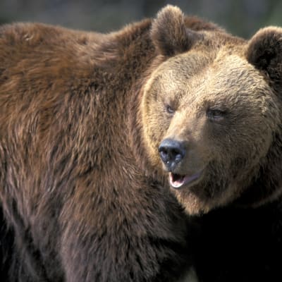 Björnen är Europas största rovdjur