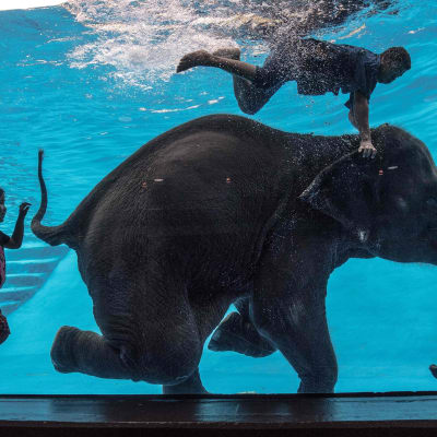 En elefant uppträder under vattnet på ett zoo i Bangkok.