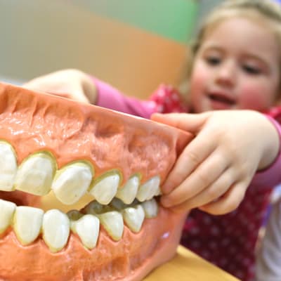 Barn inspekterar en modell av människans tänder.