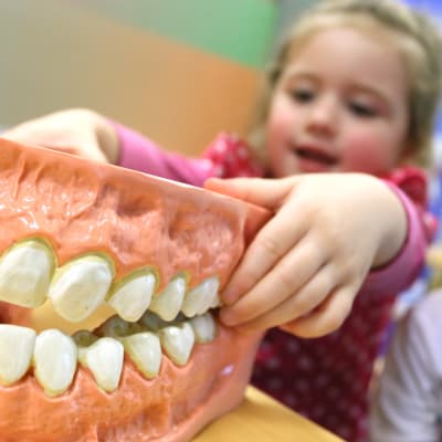 Barn inspekterar en modell av människans tänder.
