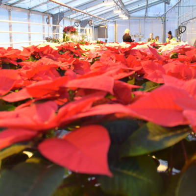 Stort hav av röda julstjärnor i ett växthus.