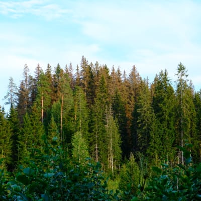 Kuva metsästä, jossa vihreiden mäntyjen ja kuusien keskellä ja takana näkyy kellastuneita, kirjanpainajatuholaisen tappamia kuusia.