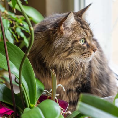 En katt ligger bland växter inomhus och tittar ut mot ett fönster.