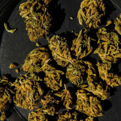 Kannabiskasvin kukintoa mustalla taustalla.