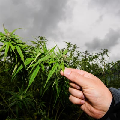 Företaget Puregene i Schweiz har en försöksodling med rusmedelscannabis.