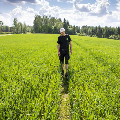 Viljelijä kävelee kaurapellossa.