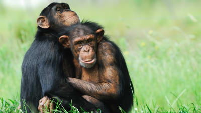 Kaksi simpanssia halaa toisiaan.