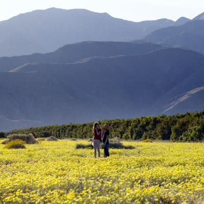 Vallmon blommar i naturparken Anza-Borrego Desert State Park den 19 mars 2019.