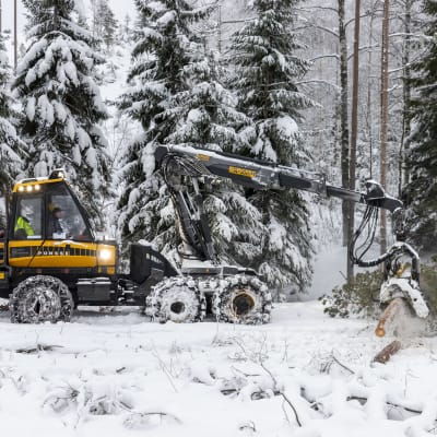 Metsäkone karsii puuta.